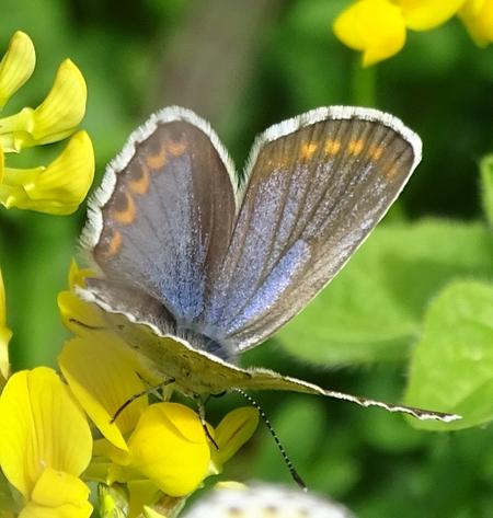 Réf. 205 198 : Plebejus argyrognomon